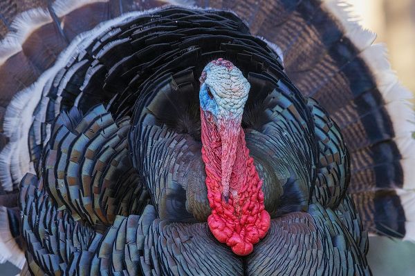 Archer, Ken 아티스트의 Merriams turkey courtship display작품입니다.